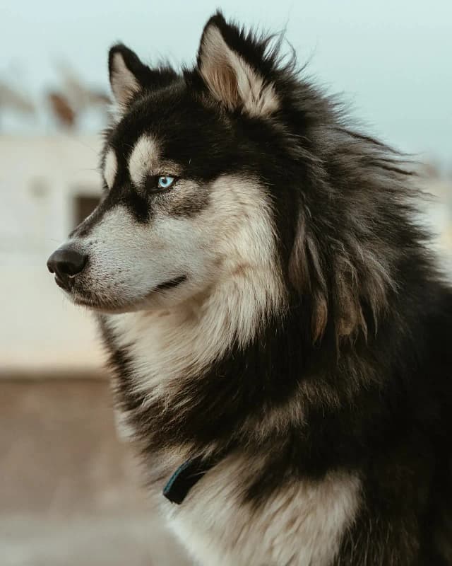 Husky